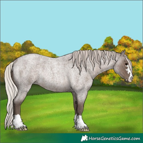 Horse Color:Silver Blue Roan Rabicano