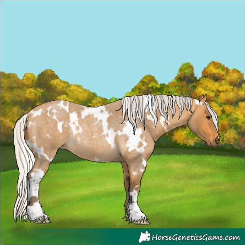 Horse Color:White Spotted Silver Buckskin Roan Rabicano 