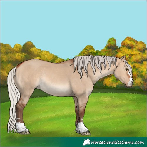 Horse Color:Unknown