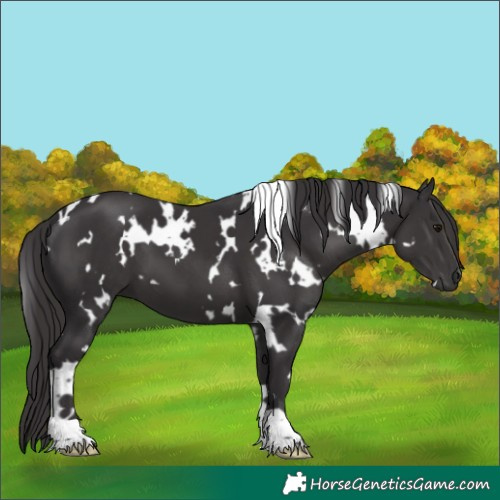 Horse Color:White Spotted Smoky Black