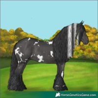 Horse Color:White Spotted Black Rabicano 