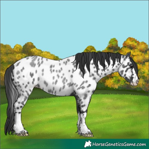 Horse Color:Blue Roan Appaloosa Rabicano