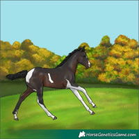 Horse Color:Brown Tobiano 