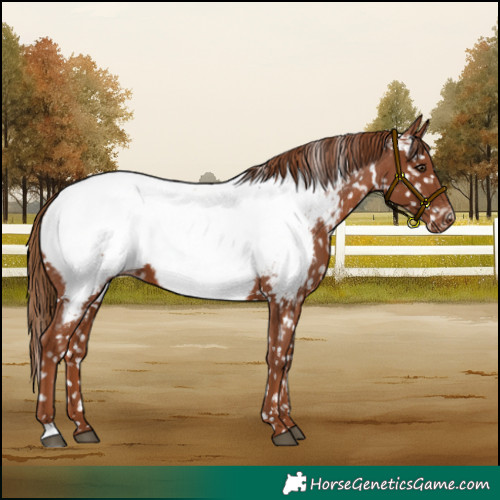 Horse Color:Chestnut Appaloosa 