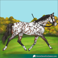Horse Color:Bay Appaloosa 