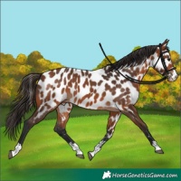 Horse Color:Bay Appaloosa