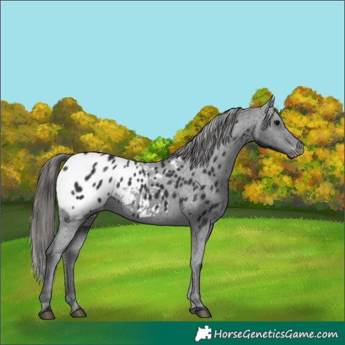 Horse Color:Black Appaloosa 
