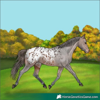 Horse Color:Bay Appaloosa
