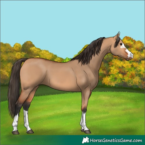 Horse Color:Bay Dun 