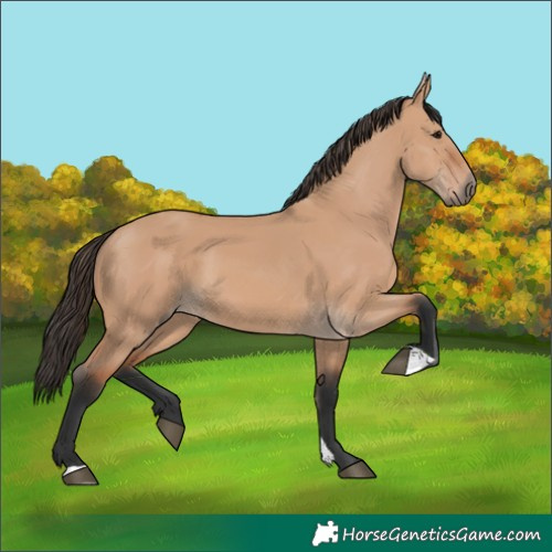 Horse Color:Bay Dun 