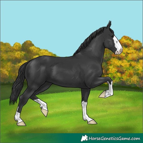 Horse Color:Black 