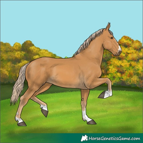 Horse Color:Palomino 