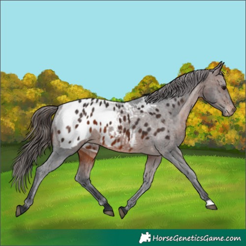 Horse Color:Brown Appaloosa