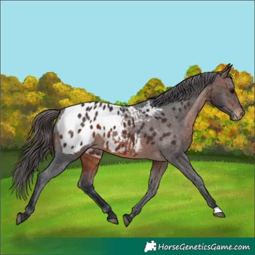 Horse Color:Brown Appaloosa