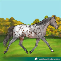 Horse Color:Brown Appaloosa
