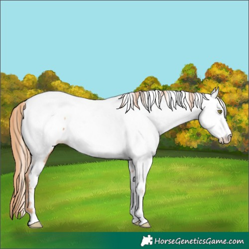 Horse Color:Gold Champagne Appaloosa 