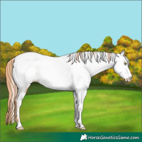 Horse Color:Gold Champagne Near Fewspot