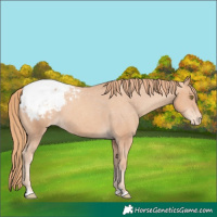 Horse Color:Gold Champagne Snowcap 