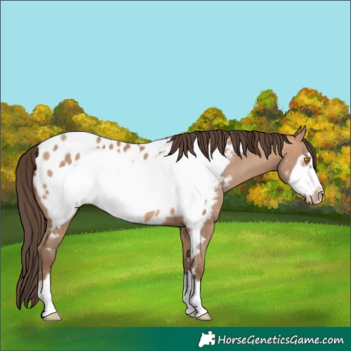 Horse Color:Amber Champagne Frame Appaloosa 