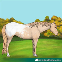 Horse Color:Gold Champagne Snowcap