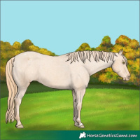 Horse Color:Gold Champagne Appaloosa