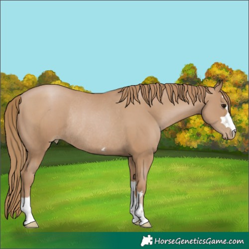 Horse Color:Black Pearl Rabicano 