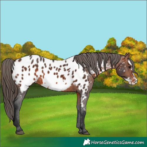 Horse Color:Brown Frame Appaloosa 