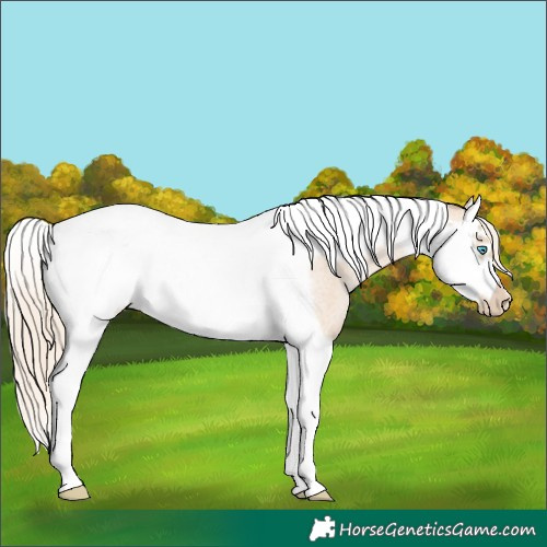 Horse Color:Palomino Roan Pearl Splash Tobiano Frame 