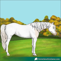 Horse Color:Palomino Roan Pearl Splash Tobiano Frame 