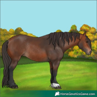 Horse Color:Bay Rabicano