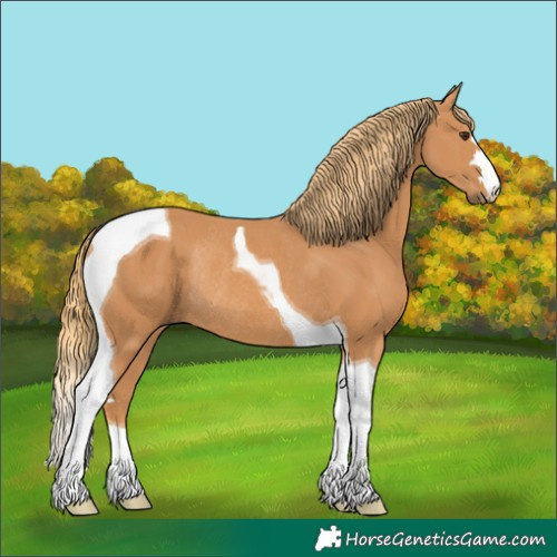 Horse Color:Chestnut Tobiano Rabicano 