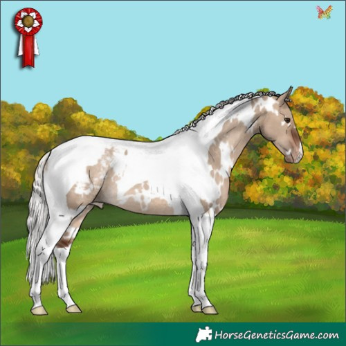 Horse Color:White Spotted Silver Brown Dun Tobiano Appaloosa Rabicano 