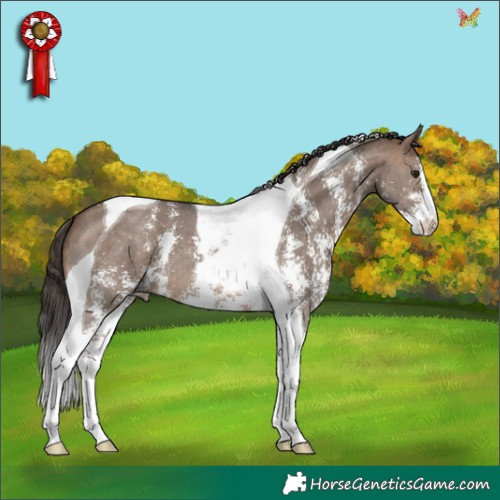 Horse Color:Brown Dun Sabino Tobiano Appaloosa 