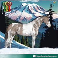 Horse Color:Brown Dun Sabino Tobiano Appaloosa