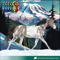 Horse Color:Brown Dun Sabino Tobiano Appaloosa 