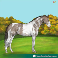Horse Color:Brown Dun Sabino Tobiano Appaloosa 