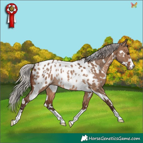 Horse Color:White Spotted Silver Brown Dun Appaloosa Rabicano 