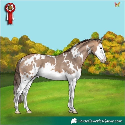 Horse Color:White Spotted Bay Dun Splash Appaloosa 