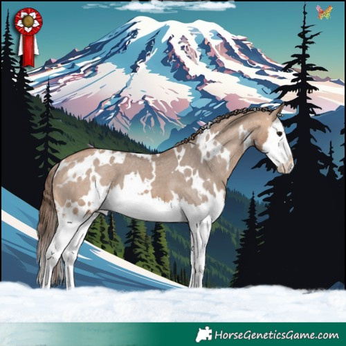 Horse Color:White Spotted Bay Dun Splash Appaloosa 