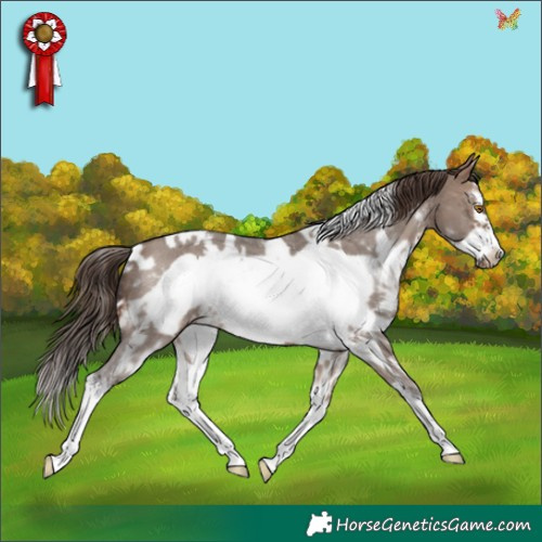 Horse Color:White Spotted Brown Dun Sabino Frame Appaloosa Rabicano 