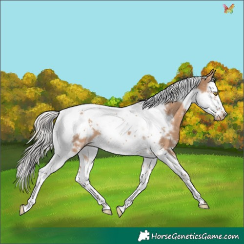Horse Color:White Spotted Silver Bay Dun Splash Tobiano Frame Appaloosa 
