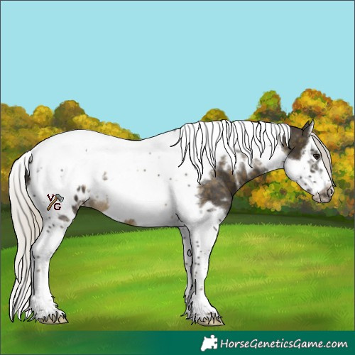 Horse Color:White Spotted Silver Buckskin Splash Tobiano Frame Appaloosa Rabicano 