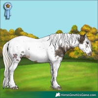 Horse Color:White Spotted Silver Buckskin Splash Tobiano Frame Appaloosa Rabicano 