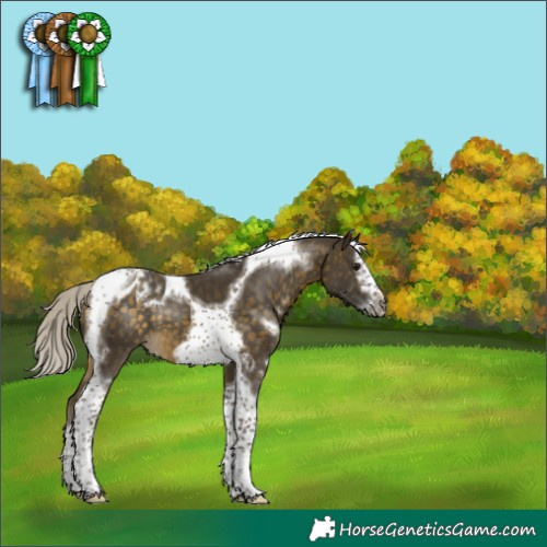 Horse Color:White Spotted Silver Buckskin Splash Tobiano Frame Appaloosa 