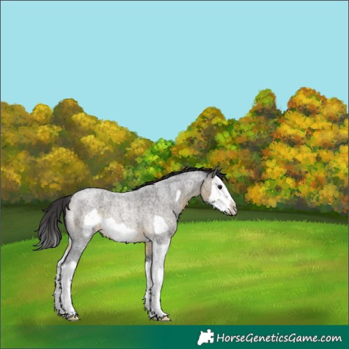 Horse Color:Buckskin Roan Splash Frame Rabicano 