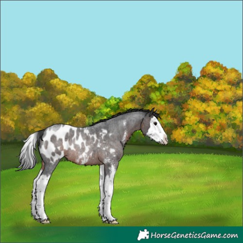 Horse Color:Brown Roan Sabino Splash Appaloosa Rabicano 