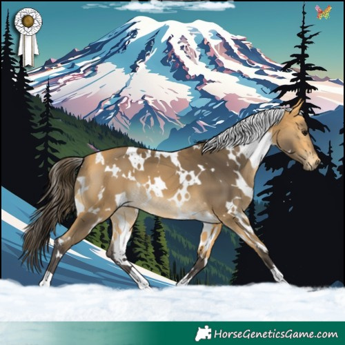 Horse Color:White Spotted Buckskin 