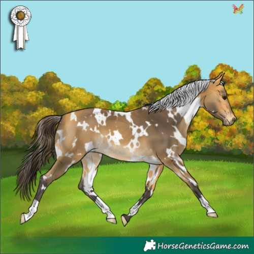 Horse Color:White Spotted Buckskin 
