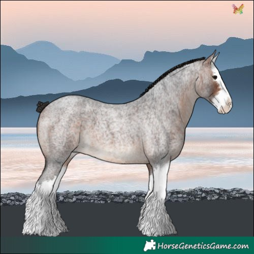 Horse Color:Bay Roan Splash 