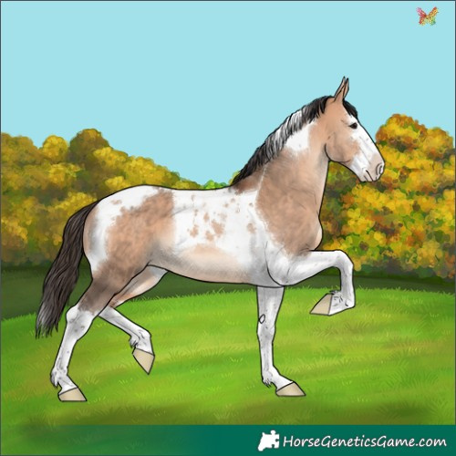 Horse Color:Bay Dun Splash Tobiano 